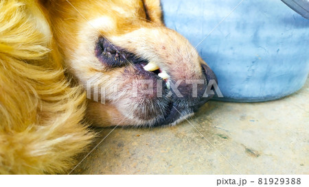 Golden dog at my house 81929388