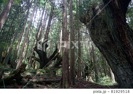 二十一世紀の森 81929518