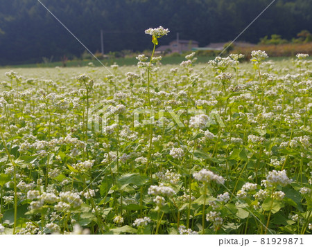 そば 万 花畑 81929871