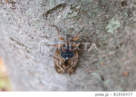 木の幹に止まってストローのような口を刺して樹液を吸うアブラゼミ 81930477