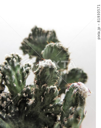 残雪の峰 残雪の峰 81930571