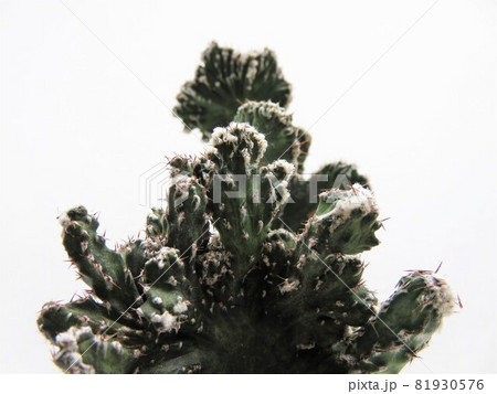 残雪の峰 81930576