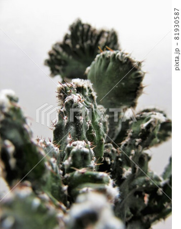 残雪の峰 残雪の峰 81930587