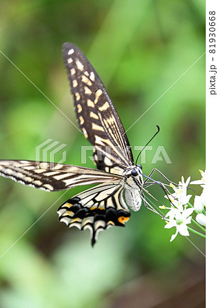 ニラの花から吸蜜するナミアゲハ 81930668