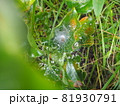 蜘蛛の巣についた水滴 81930791
