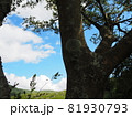 木の隙間から見える空 81930793