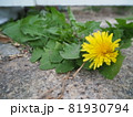 小さく咲くたんぽぽ 81930794