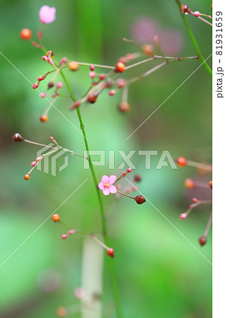 ピンク色の爆蘭（ハゼラン）の花　 81931659