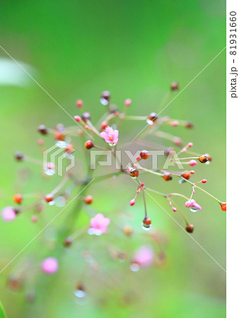 ピンク色の爆蘭（ハゼラン）の花　 81931660