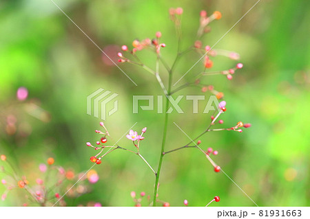 ピンク色の爆蘭（ハゼラン）の花　 81931663