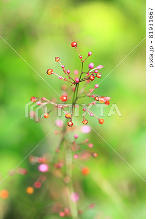 ピンク色の爆蘭（ハゼラン）の花　 81931667