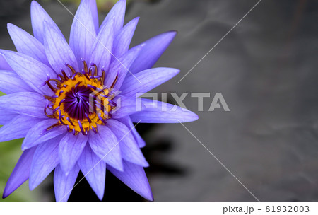 Beautiful purple lily in a pond 81932003