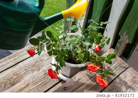 Watering rosebush with watering can. Old porch. 81932172