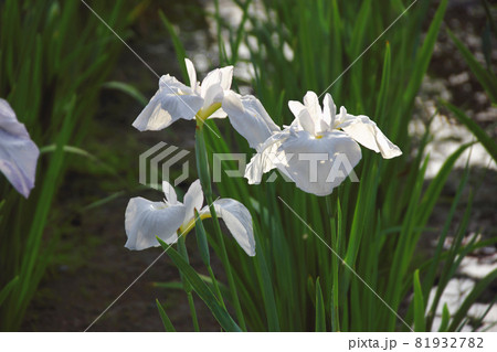 白い花菖蒲は清楚な趣で迎えてくれて、世間の煩わしさを忘れさせてくれそうな花。堀切菖蒲園は色んな花菖蒲 白い花菖蒲は清楚な趣で迎えてくれて、世間の煩わしさを忘れさせてくれそうな花。堀切菖蒲園は色んな花菖蒲 81932782