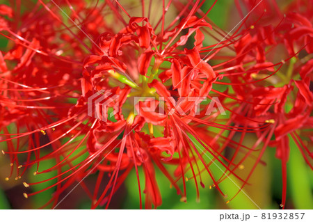 秋に咲く花・西方寺のヒガンバナ 秋に咲く花・西方寺のヒガンバナ 81932857