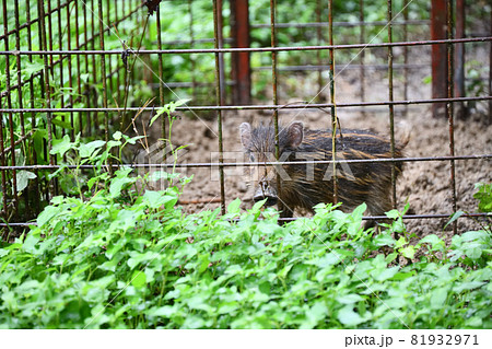捕獲された野生のイノシシ(ウリ坊) 捕獲された野生のイノシシ(ウリ坊) 81932971