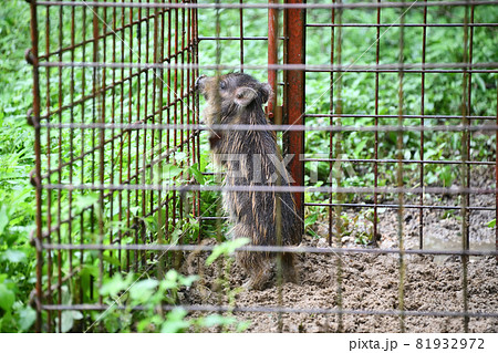 捕獲された野生のイノシシ(ウリ坊) 捕獲された野生のイノシシ(ウリ坊) 81932972