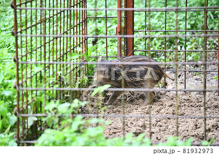 捕獲された野生のイノシシ（ウリ坊） 81932973