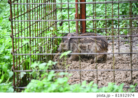 捕獲された野生のイノシシ(ウリ坊) 捕獲された野生のイノシシ(ウリ坊) 81932974