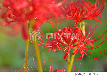 秋に咲く花・西方寺のヒガンバナ 秋に咲く花・西方寺のヒガンバナ 81932996