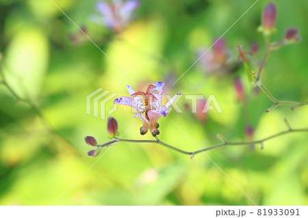 杜鵑草（ホトトギス）の花 81933091