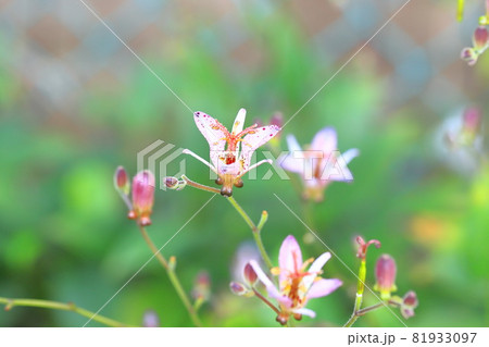 杜鵑草（ホトトギス）の花 81933097
