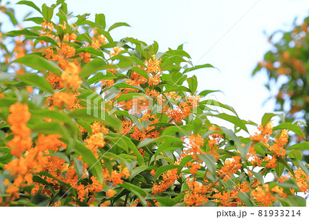 オレンジ色のキンモクセイの花　 81933214
