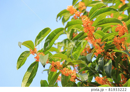 オレンジ色のキンモクセイの花 オレンジ色のキンモクセイの花 81933222