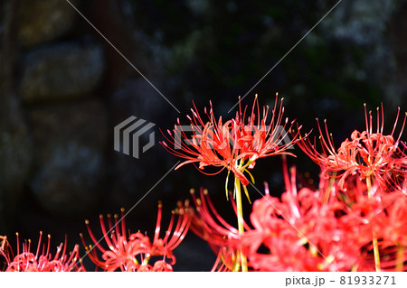 秋に咲く花・西方寺のヒガンバナ 81933271