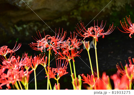 秋に咲く花・西方寺のヒガンバナ 秋に咲く花・西方寺のヒガンバナ 81933275
