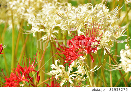 秋に咲く花・西方寺のヒガンバナ 秋に咲く花・西方寺のヒガンバナ 81933276