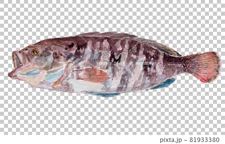 馬哈塔石斑魚 septemfasciatus 水彩插圖 81933380
