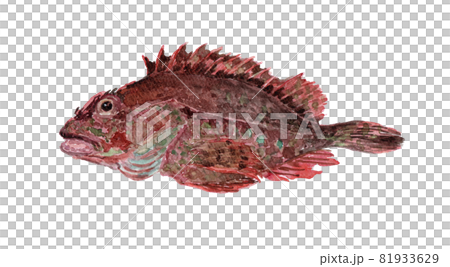 Sebastiscus marmoratus 蝎子魚水彩插圖 Sebastiscus marmoratus 蝎子魚水彩插圖 81933629