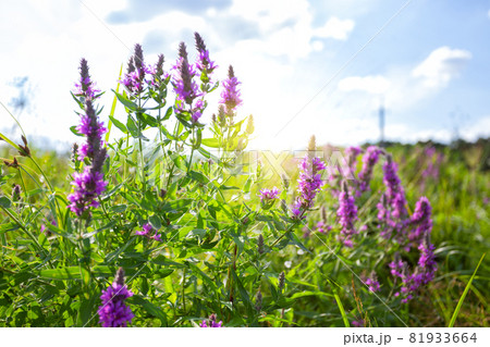 Field of flowers in backlit sunlight 81933664