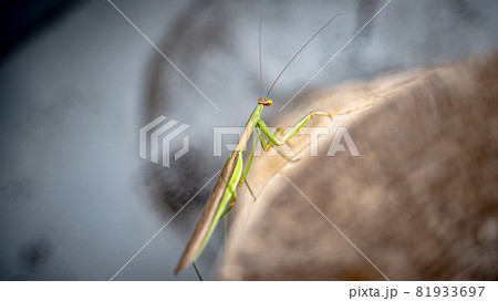 昆虫カマキリ 81933697