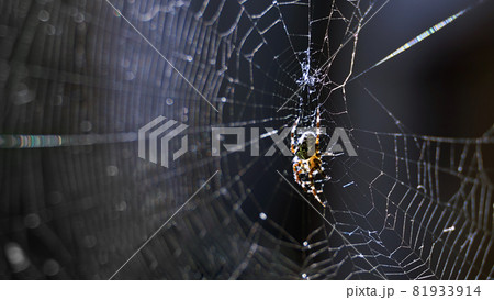 Spider in the cobweb on dark background. Scary Halloween concept with copy space. 81933914