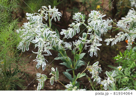初秋の公園に咲くハツユキソウの白い縁取りの葉と小さい花 81934064