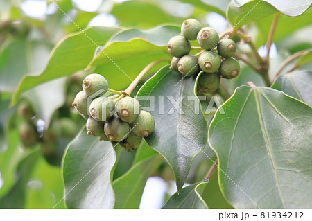 隠蓑（カクレミノ）の葉と実 81934212