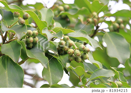 隠蓑（カクレミノ）の葉と実 81934215