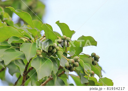 隠蓑（カクレミノ）の葉と実 81934217