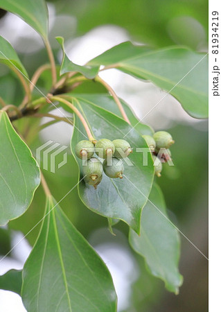 隠蓑（カクレミノ）の葉と実 81934219