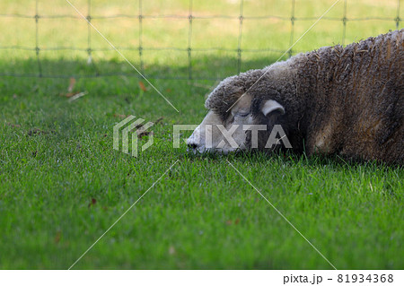 札幌　羊ヶ丘展望台　羊 81934368