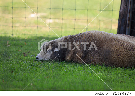 札幌 羊ヶ丘展望台 羊 札幌 羊ヶ丘展望台 羊 81934377