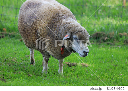 札幌　羊ヶ丘展望台　羊 81934402