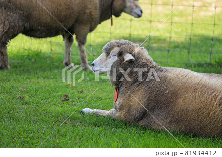 札幌 羊ヶ丘展望台 羊 札幌 羊ヶ丘展望台 羊 81934412