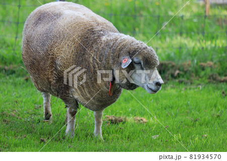 札幌　羊ヶ丘展望台　羊 81934570