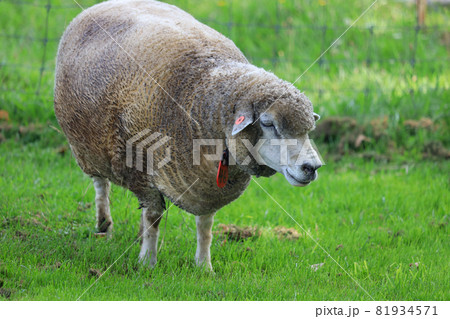 札幌 羊ヶ丘展望台 羊 札幌 羊ヶ丘展望台 羊 81934571