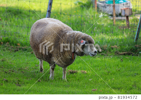 札幌 羊ヶ丘展望台 羊 札幌 羊ヶ丘展望台 羊 81934572