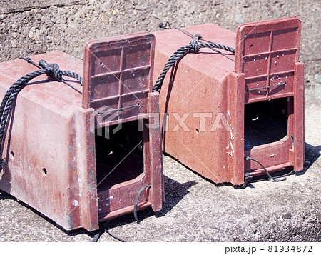 タコツボ 81934872