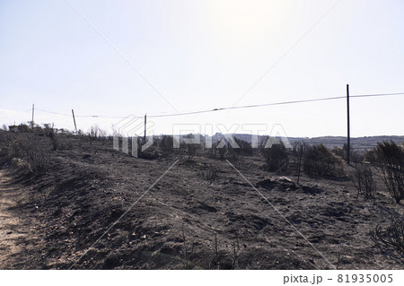 Close-up of grasses burned by a forest fire. Hazard concept, climate change Close-up of grasses burned by a forest fire. Hazard concept, climate change 81935005